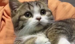 猫的视频,跟随猫咪视频，领略萌态百出