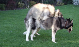 动物交配视频马,揭秘交配瞬间